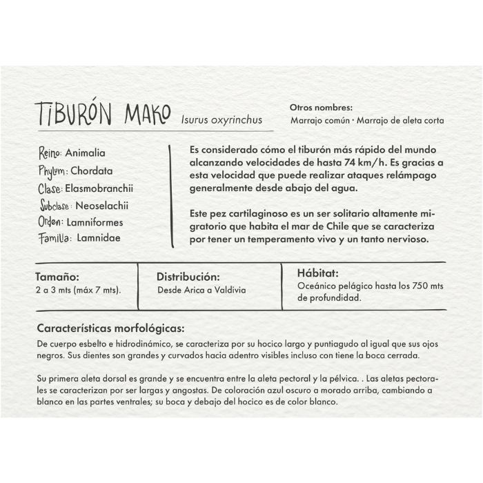 Gorro Bucket Tiburón Mako - Imagen 3