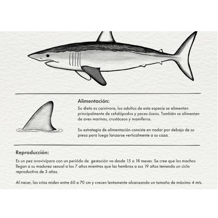 Gorro Bucket Tiburón Mako - Imagen 4