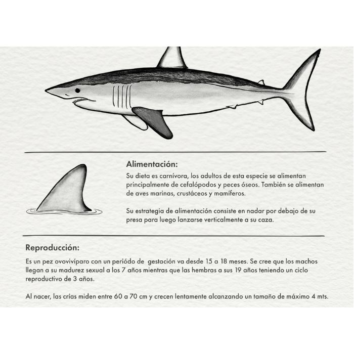 Polera tiburón Mako / Phylum - Imagen 6